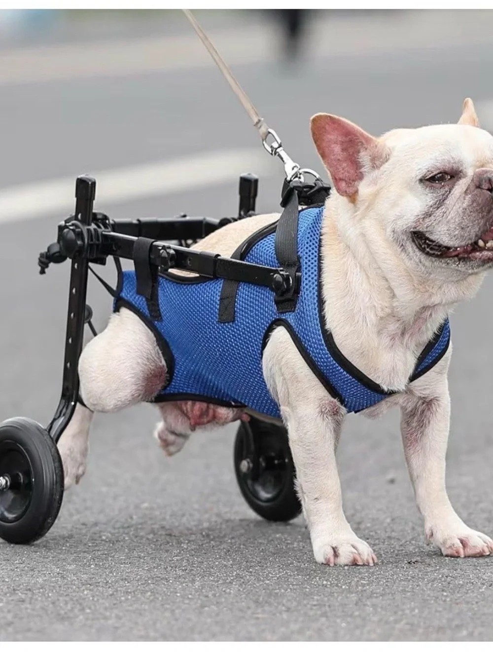 Adjustable Dog Wheelchair Mobility Aid for Disabled Pets - Blue - Small/Medium